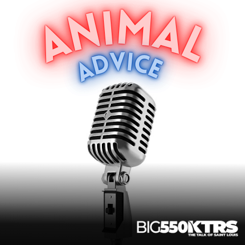 Animal Advice